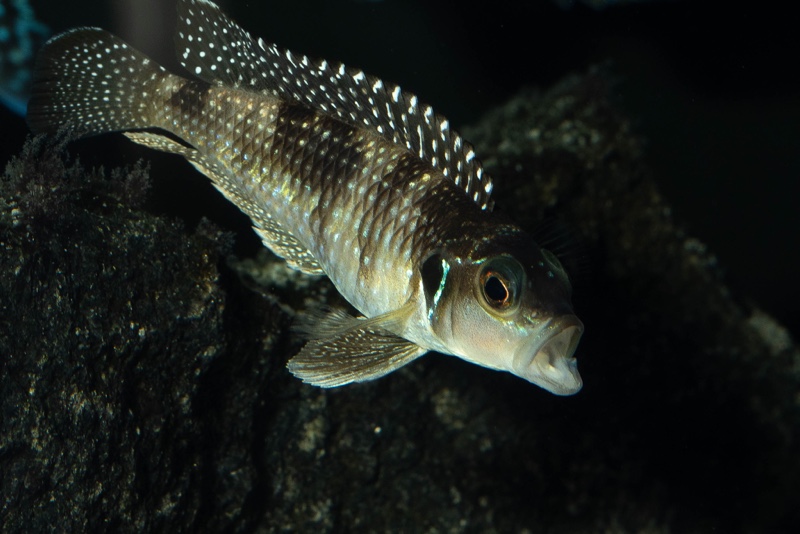 Lamprologus meleagris 'Moba'
